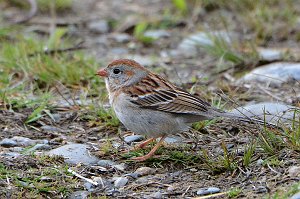 Sparrow, Field, 2016-05067315 Broad Meadow Brook, MA